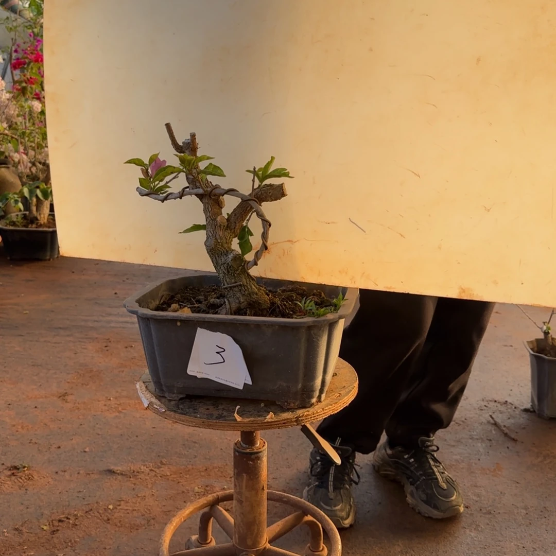 大部分开放少量花苞金夫人 3脱