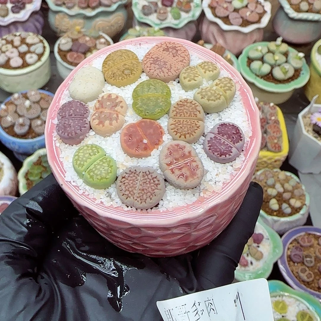 生石花满18包邮1118-1