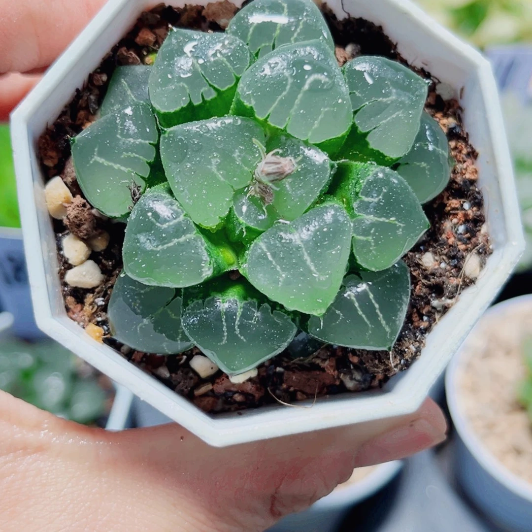 姬翠寿多肉植物666666