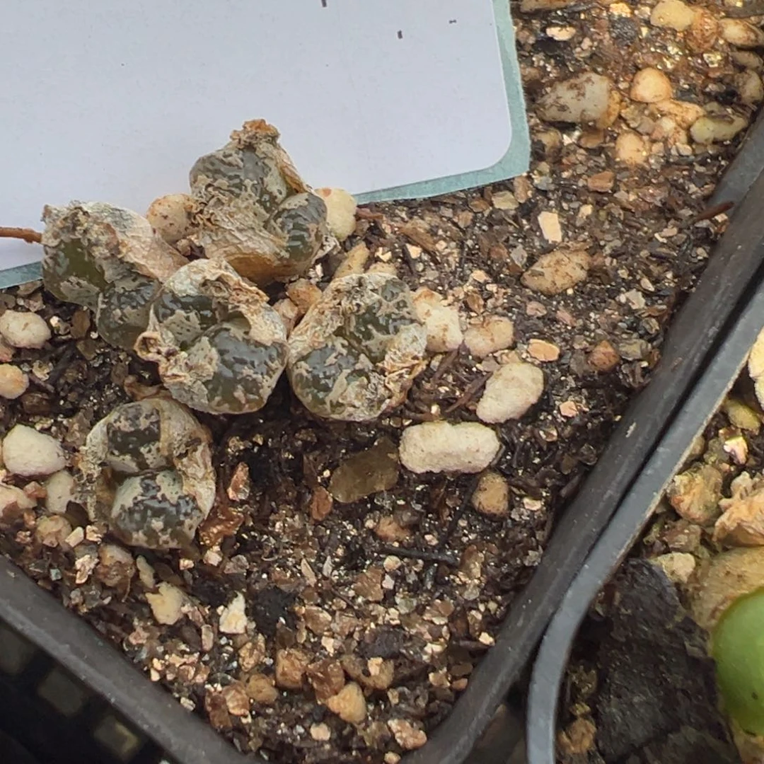 8-166肉锥多肉植物，