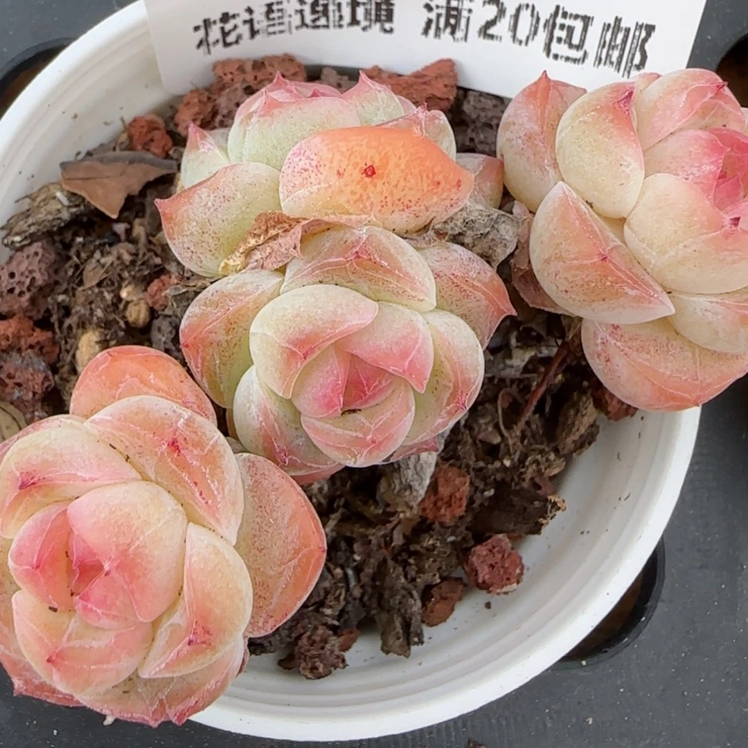 花语逸镜0205-505