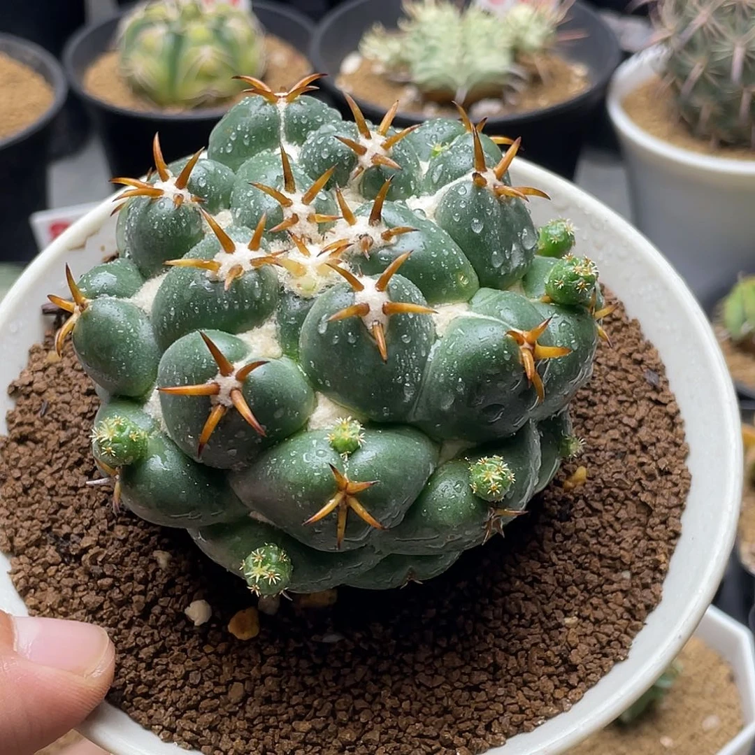 筱***～粉丝专拍仙人球多肉 带盆土发货