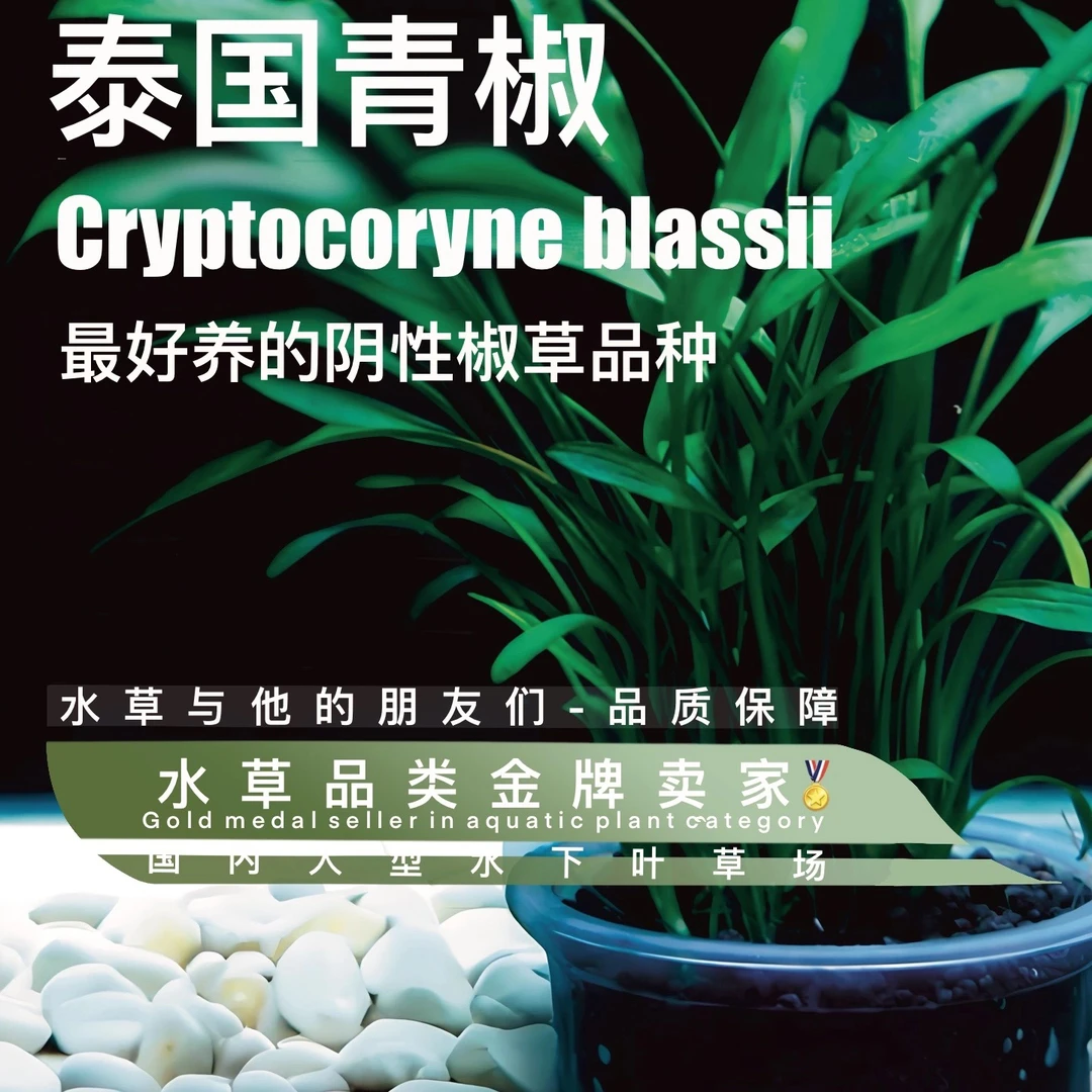 泰国青椒（100%水下叶）阴性水草多植株原始草超好养（裸草发货）