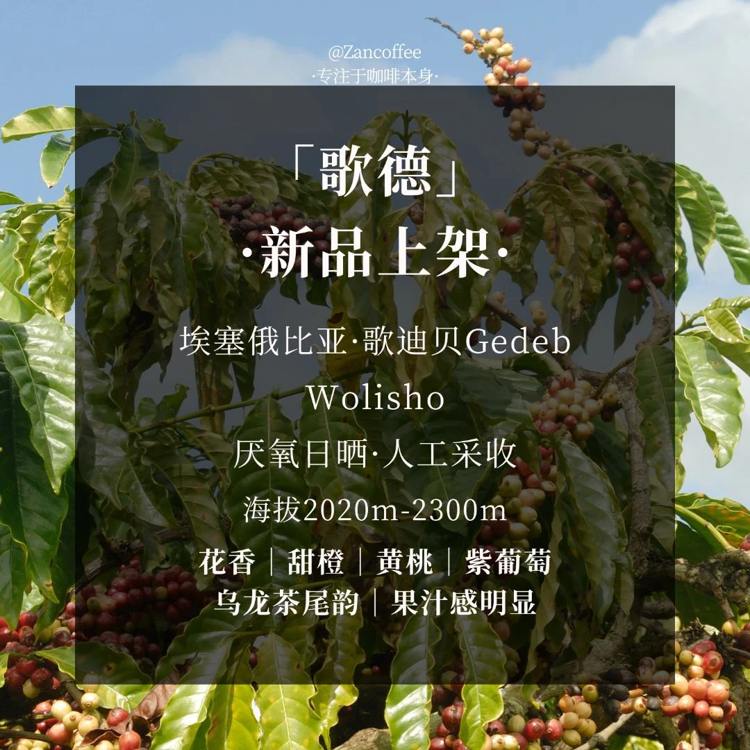 冷萃咖啡组合（歌德+贝拉+科契尔）