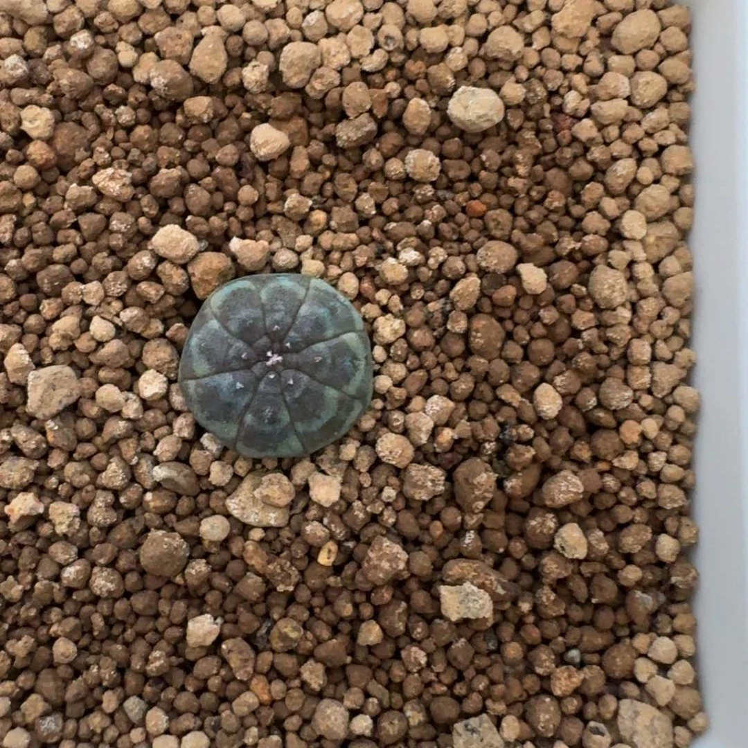 駿***️实生布纹球一物一拍多肉