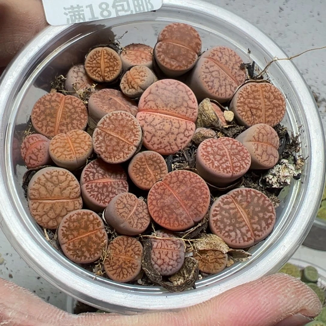 【闪购商品】 496。