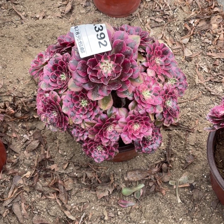 多肉植物粉童法师392