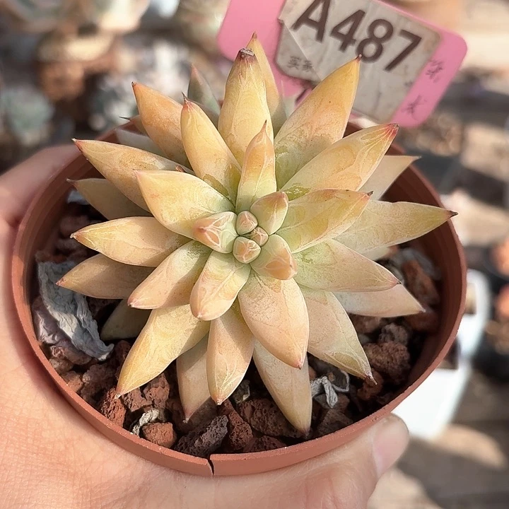 ⭐️**c j x c bv ch j 487