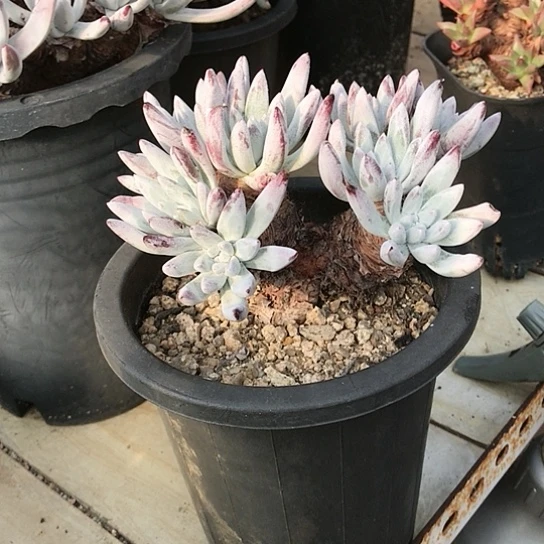 原种棒叶仙女棒杯