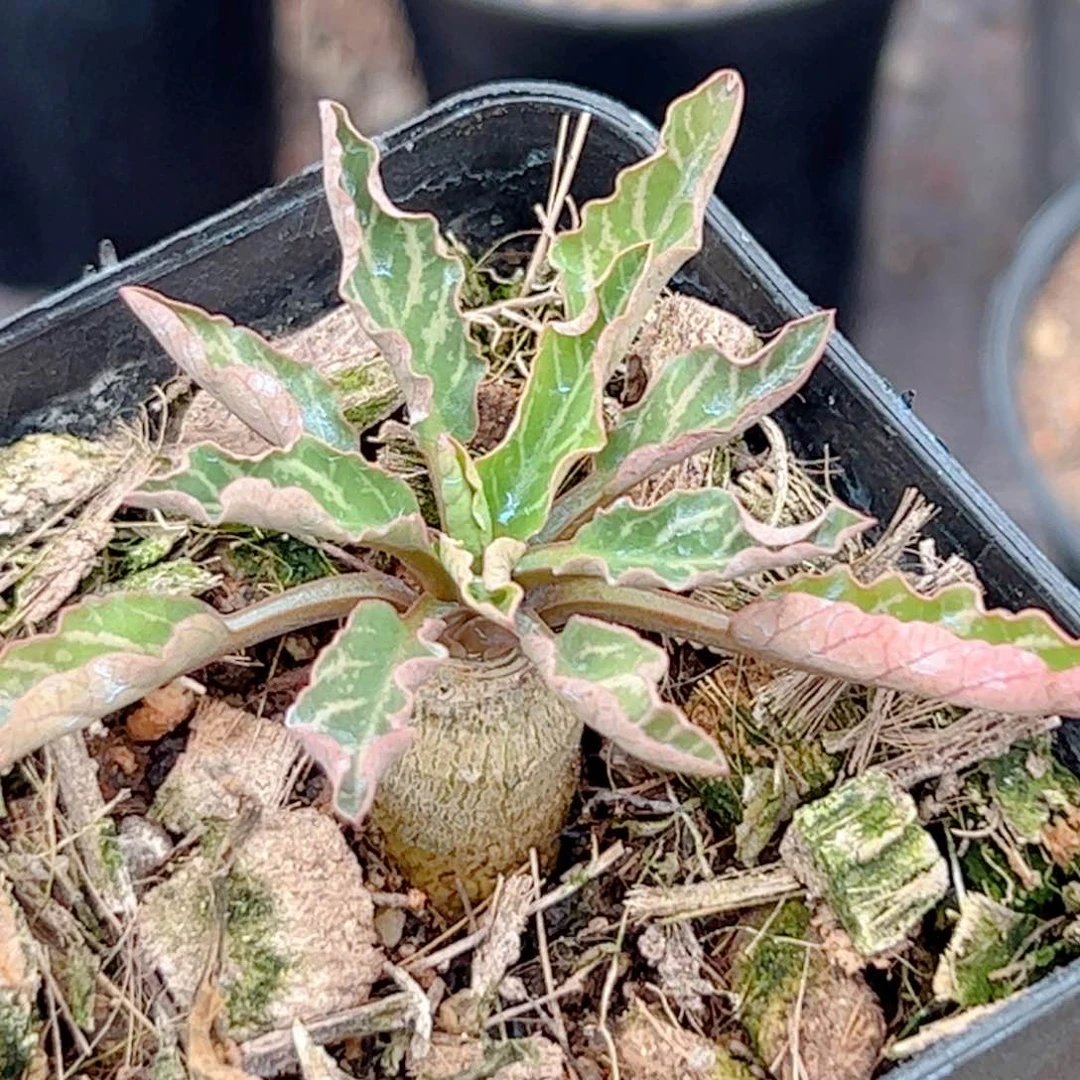 实生 鱼骨大戟块根