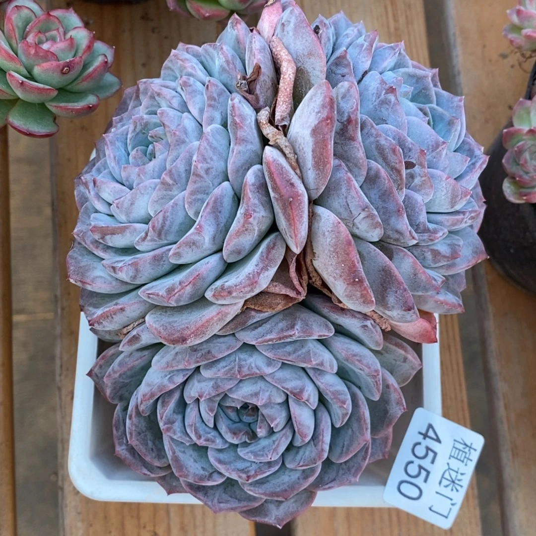 敏***杂交精品多肉4550~13厘米