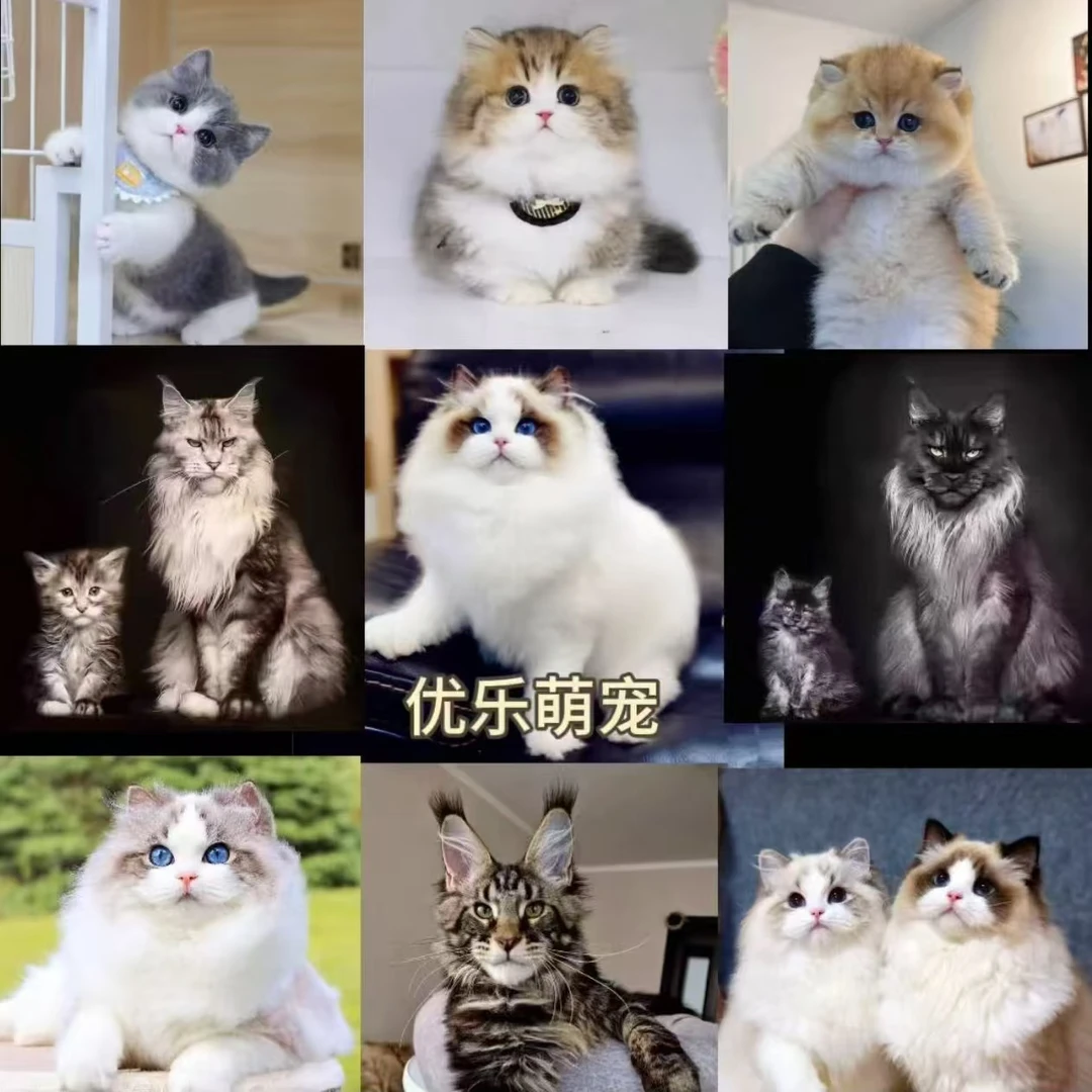 活体猫咪（三号直播间直播专用）私拍不发