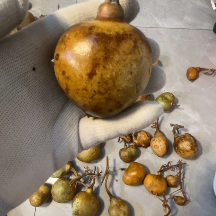 p***n葫芦葫芦葫芦葫芦