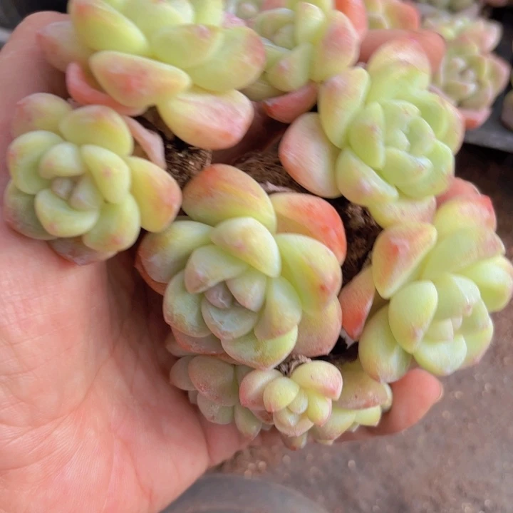 黄皮诺冰大颗10颗一组精品