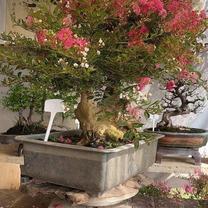 少量花朵（建议范围：2朵-5朵 或40%以下）