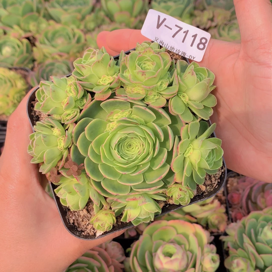 7118会掉侧芽f g v b