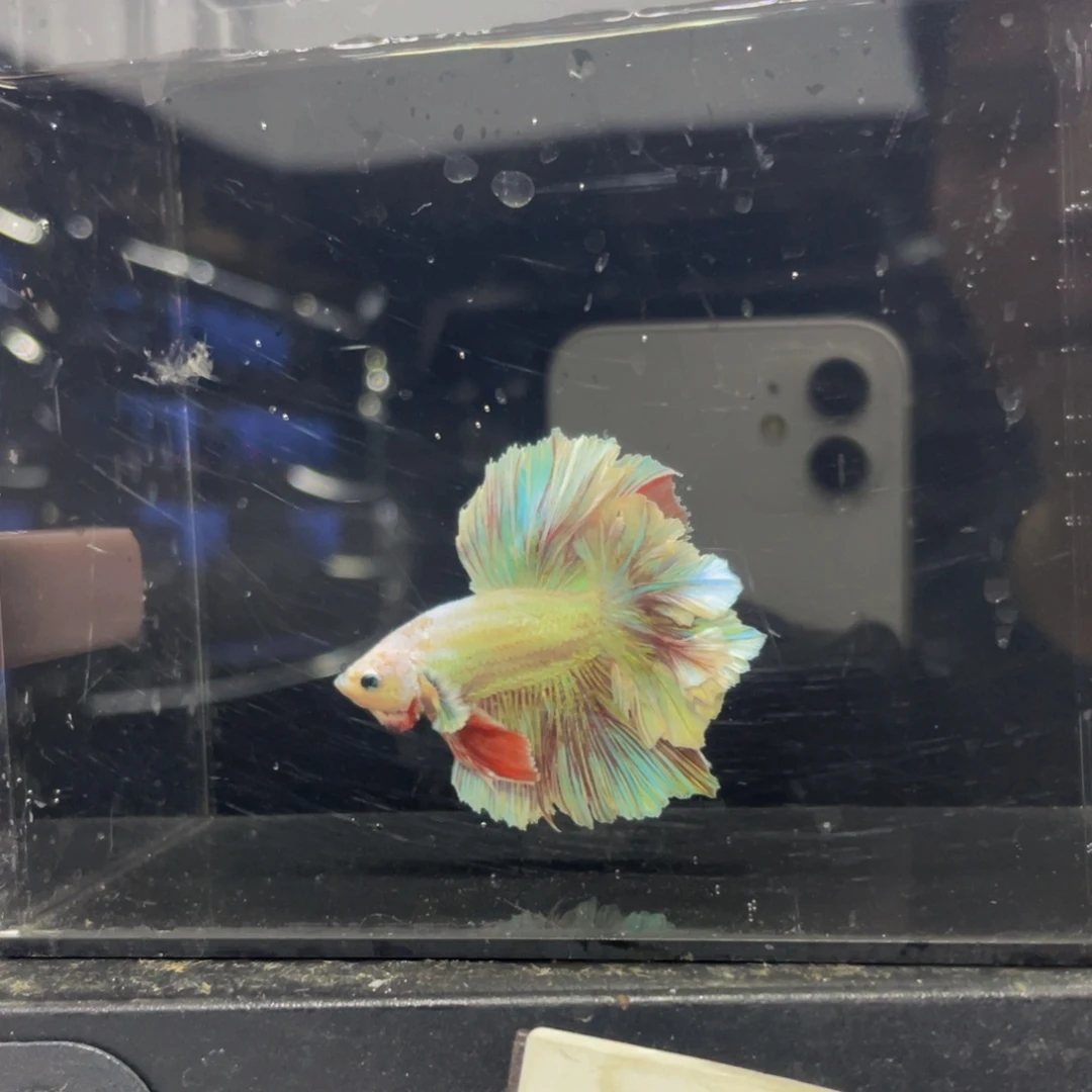 斗鱼哈哈哈哈哈566