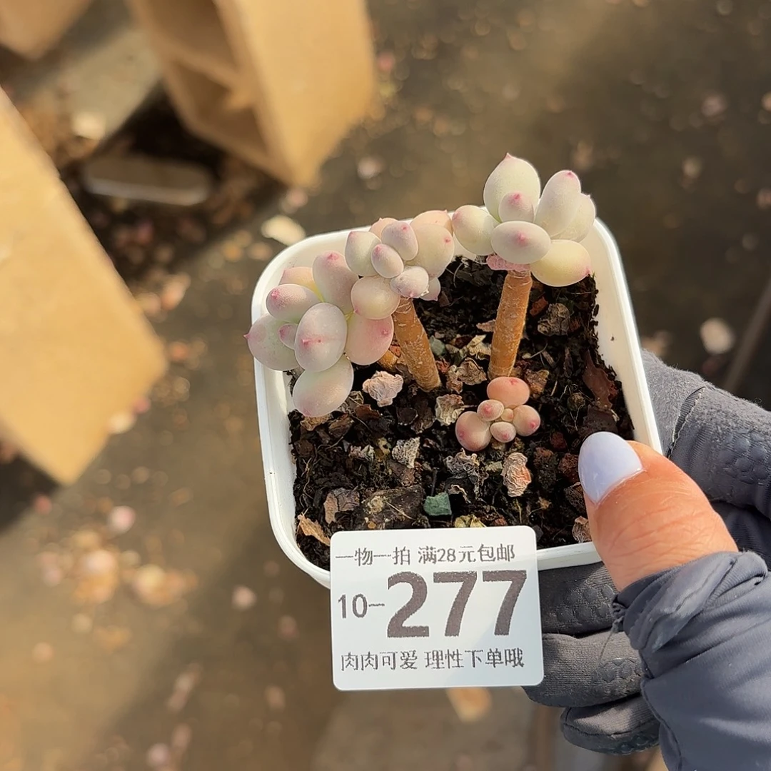 苹果奶无盆无发货无