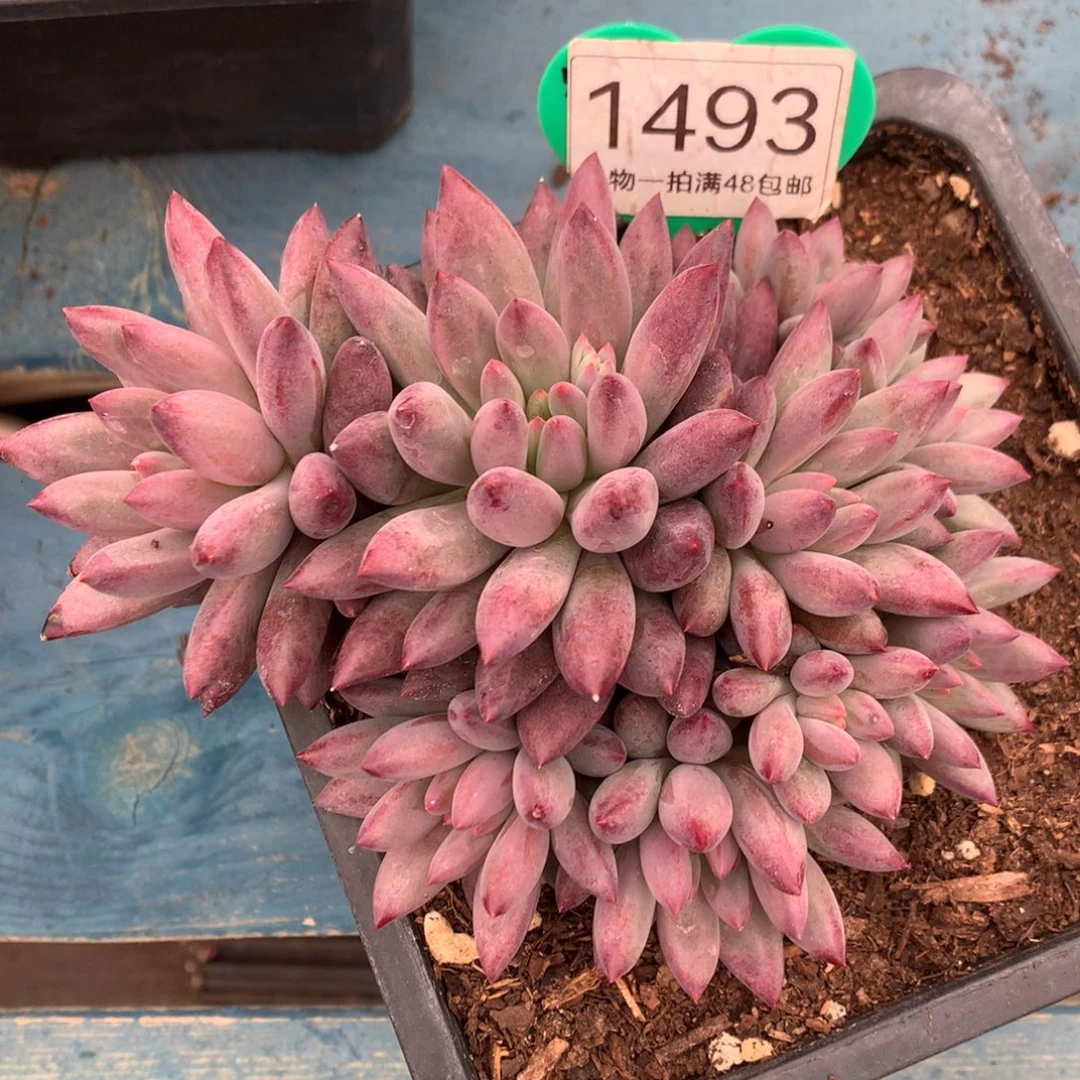 车厘子无砍平头1493