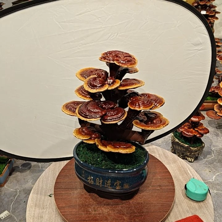 灵芝盆景高端大气上档次