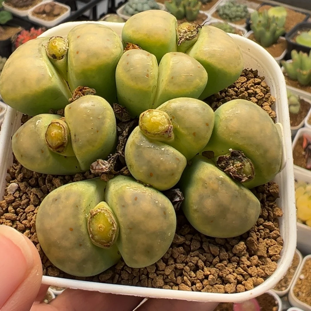 054多肉植物种类多样