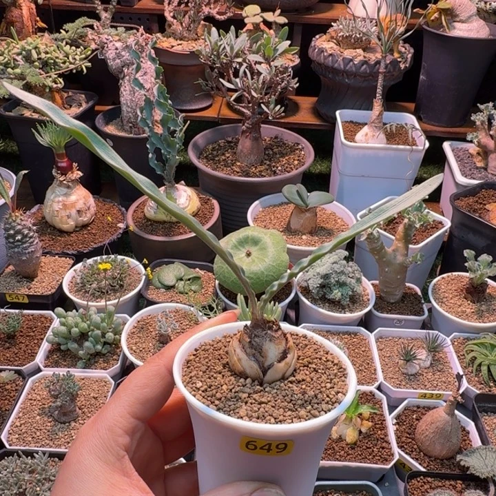 波叶雪莲649 仙人球