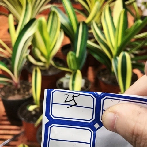 【闪购商品】风**生