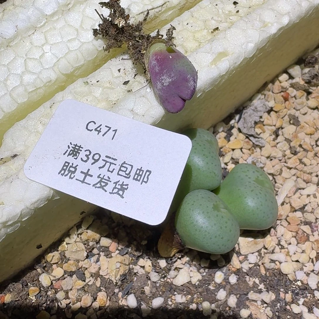 燕***爷471多肉哈哈哈哈哈