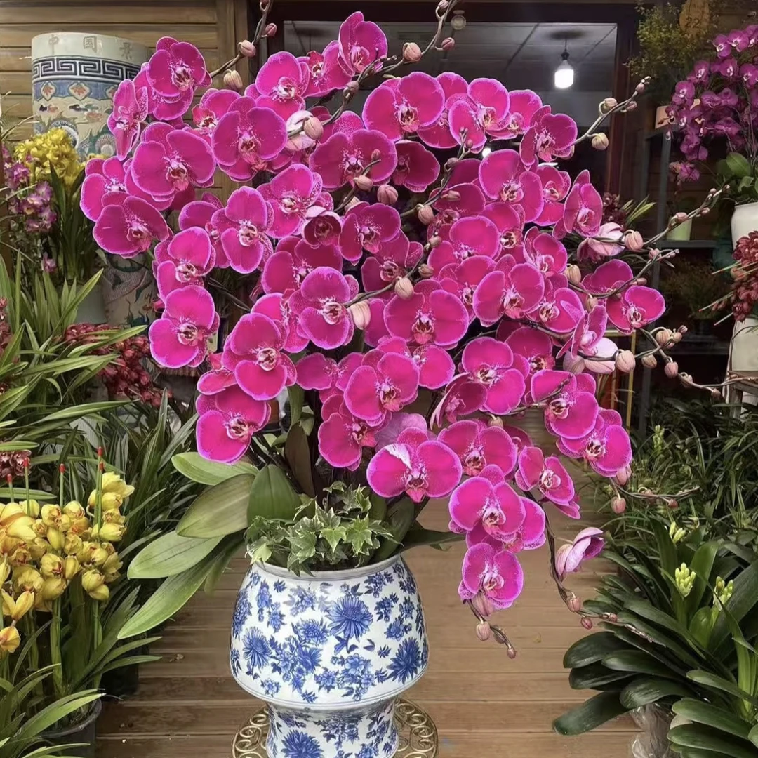 4个花剑【天后一号】蝴蝶兰 年宵花居家花卉大