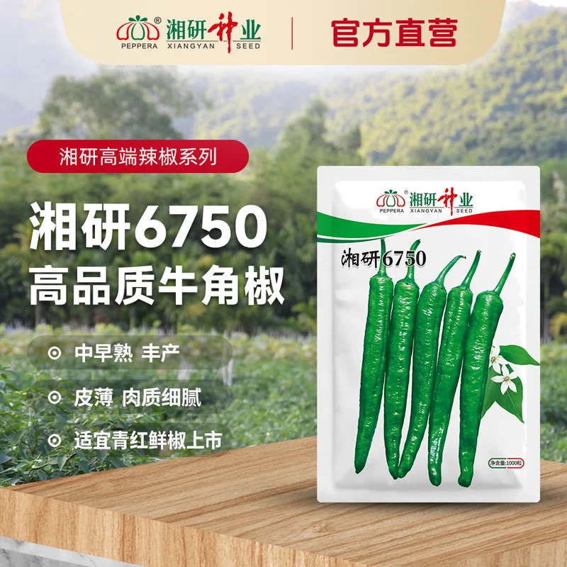 湘研6750-高品质牛角椒种子