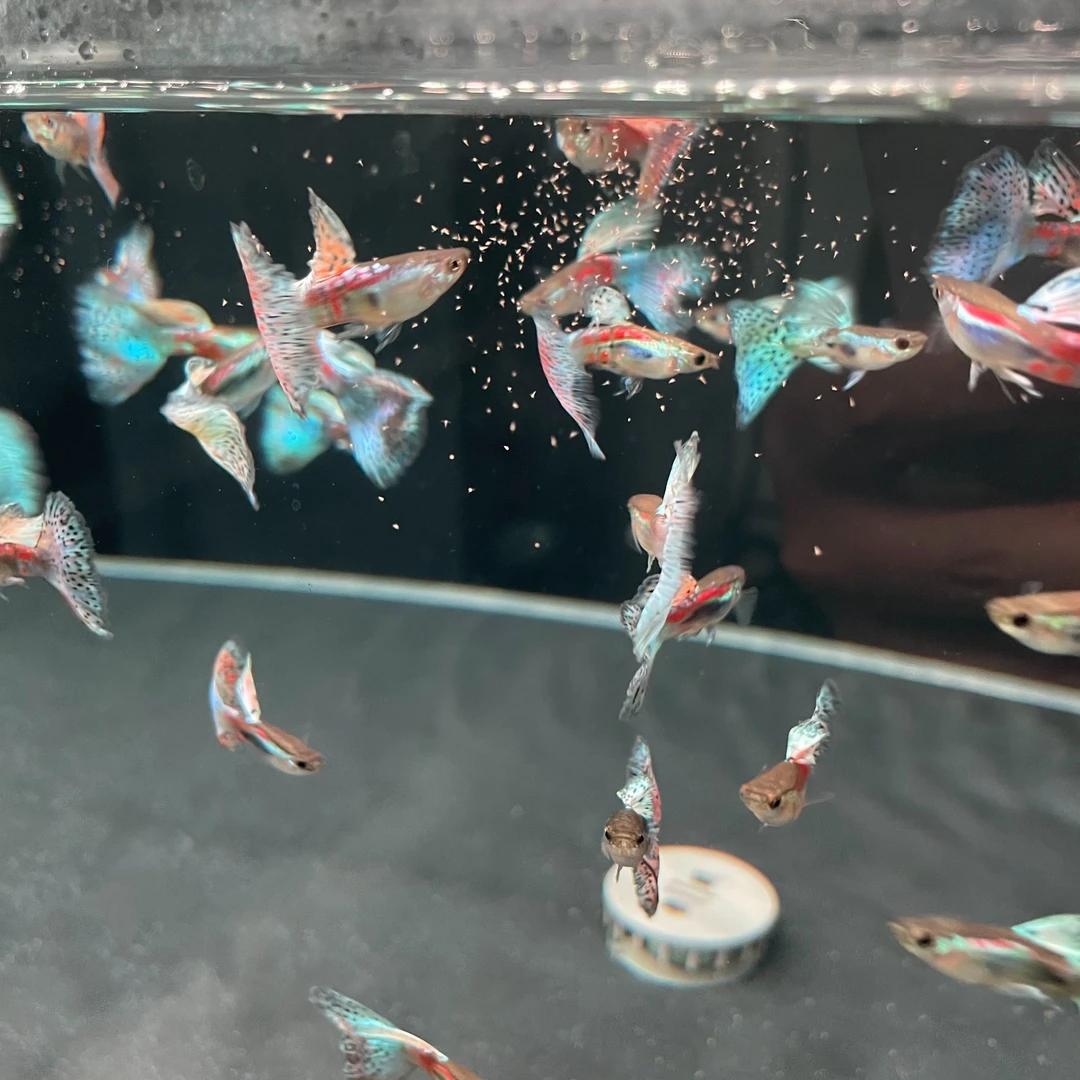 孔雀鱼红草尾小型观赏鱼好养易繁育公母成对孕有母包装精选发货