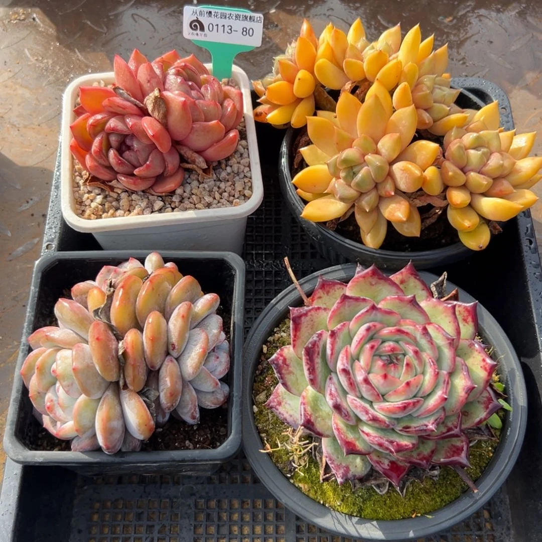 多肉一物一拍0113.80