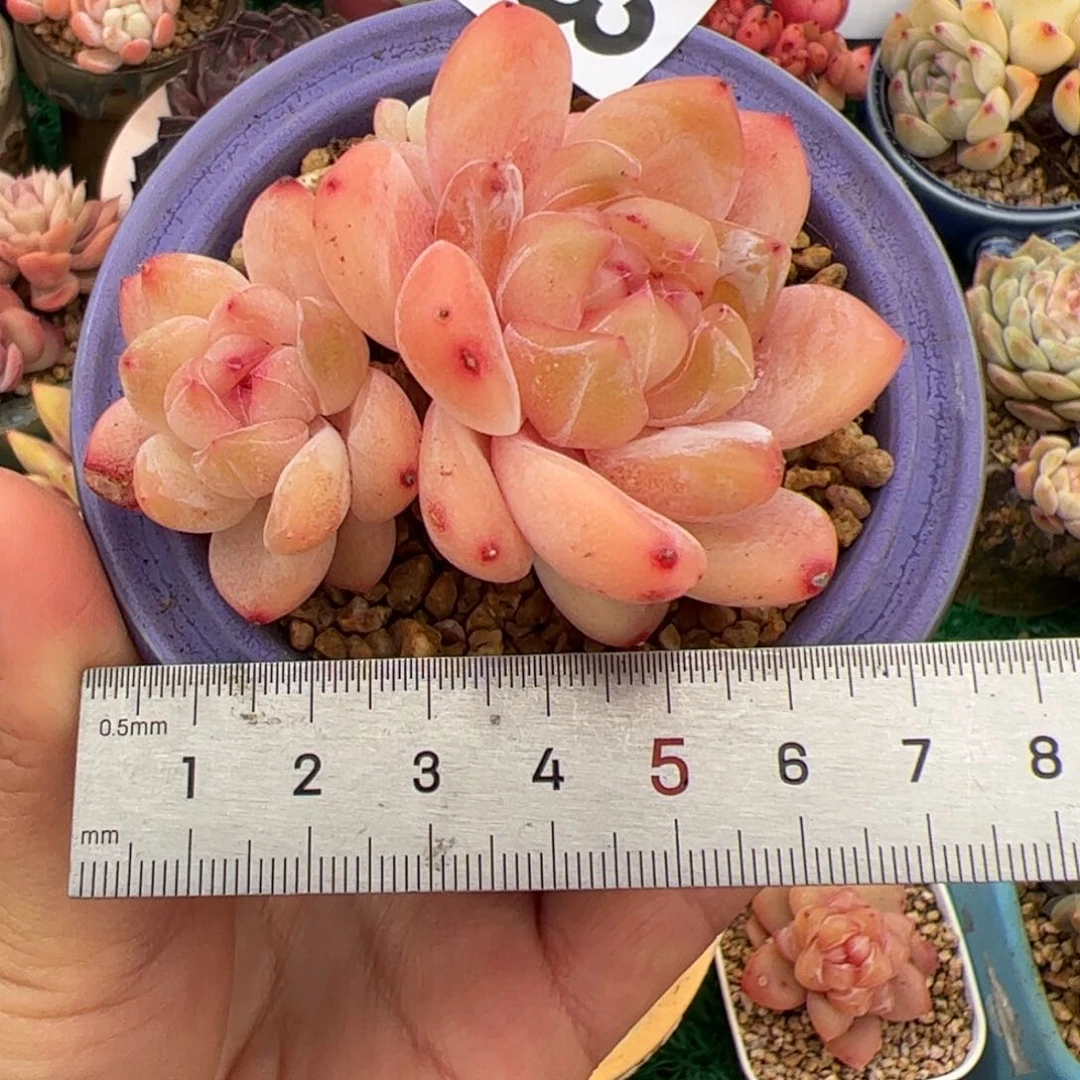 夏*793 多肉植物组合盆栽