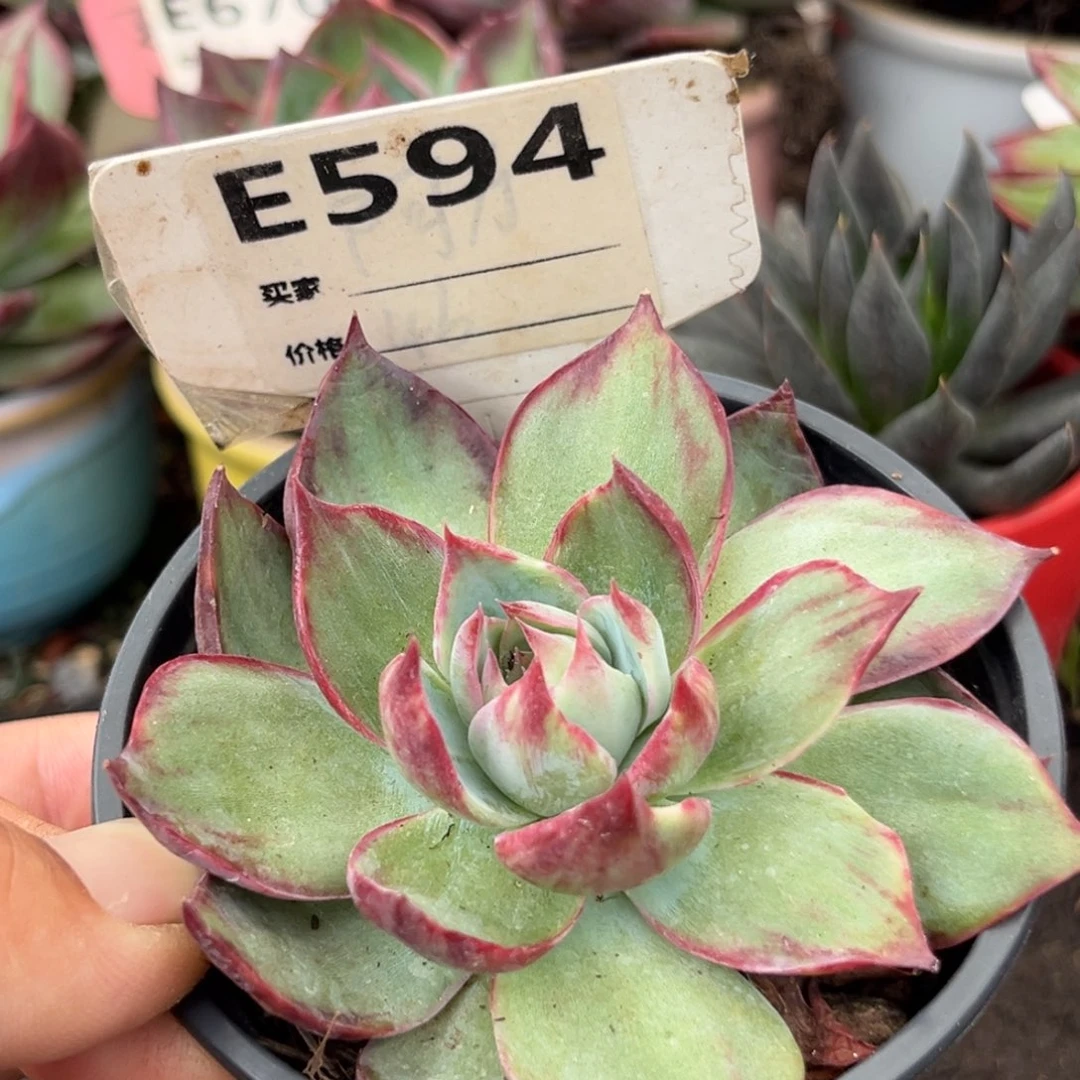 惊鸿仙子多肉植物594