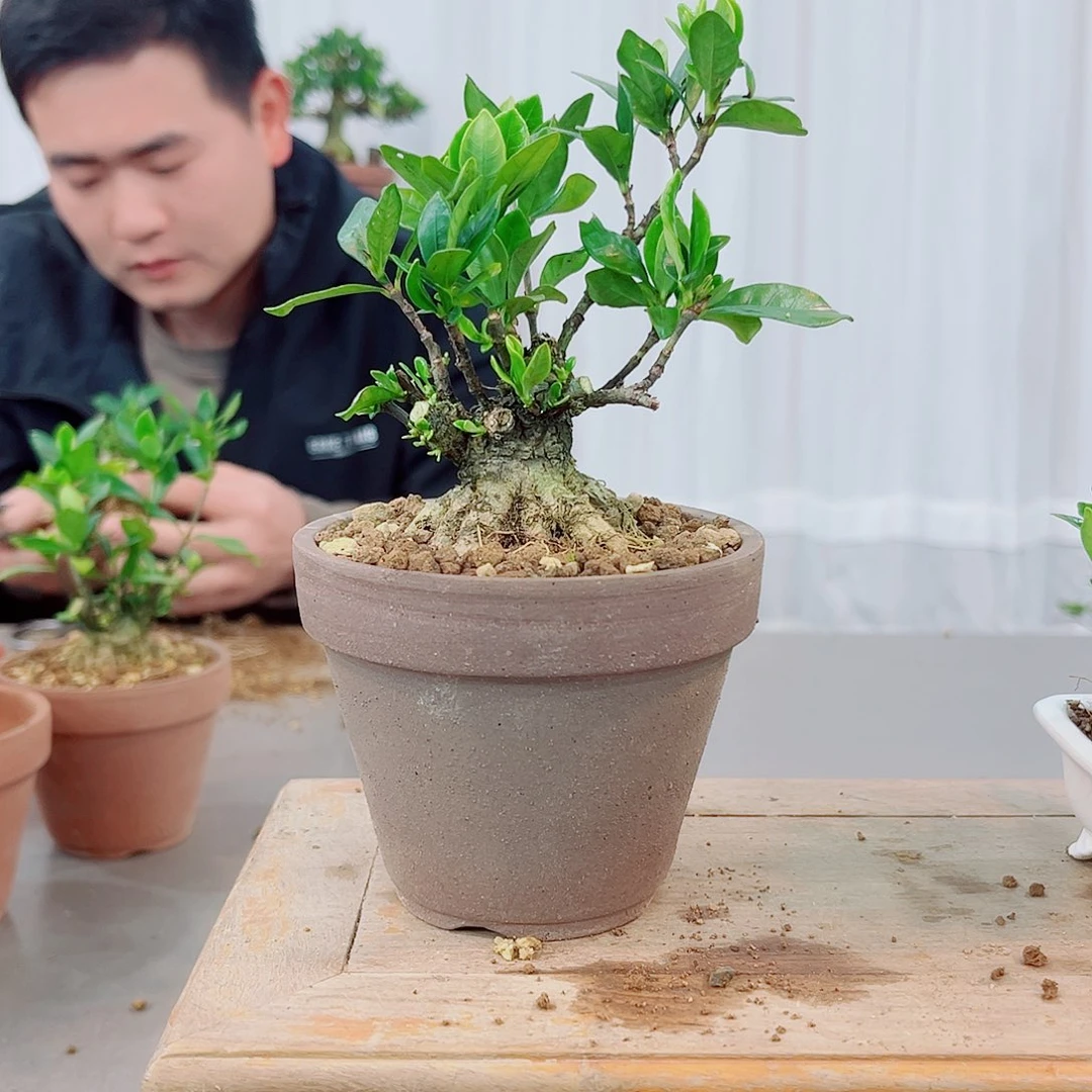 红陶D****t一寸法师栀子花