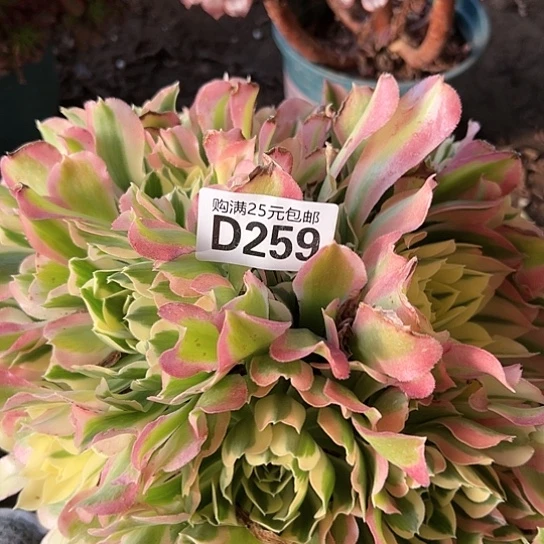 星**蝎多肉植物一个