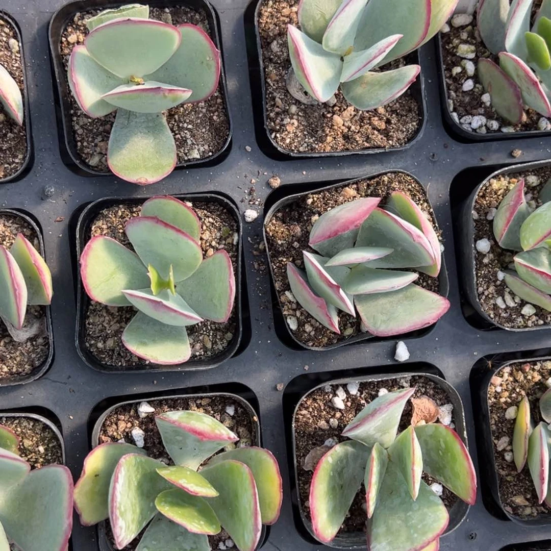 新娘一颗量拍多肉满9.9包邮下午发