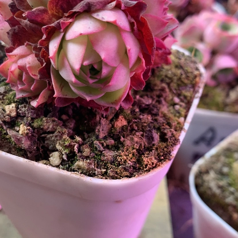 【闪购商品】是**呀孤品侧牙002