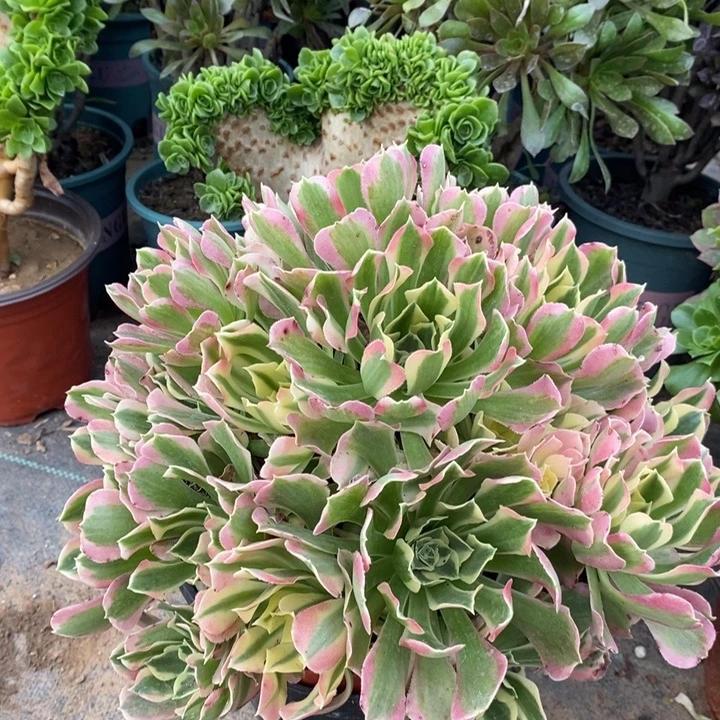 白凤多肉植物10。