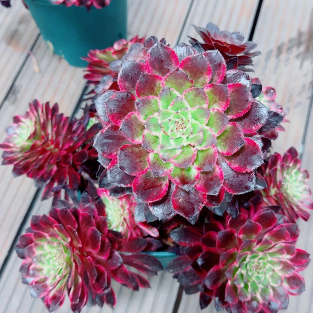 多肉植物发货发货