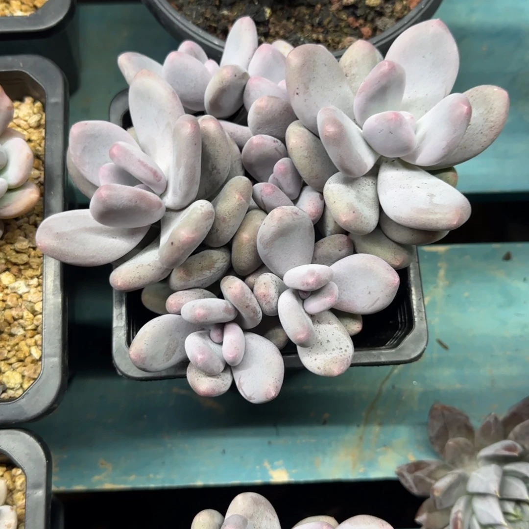 大叶奶7奶，发货点延迟