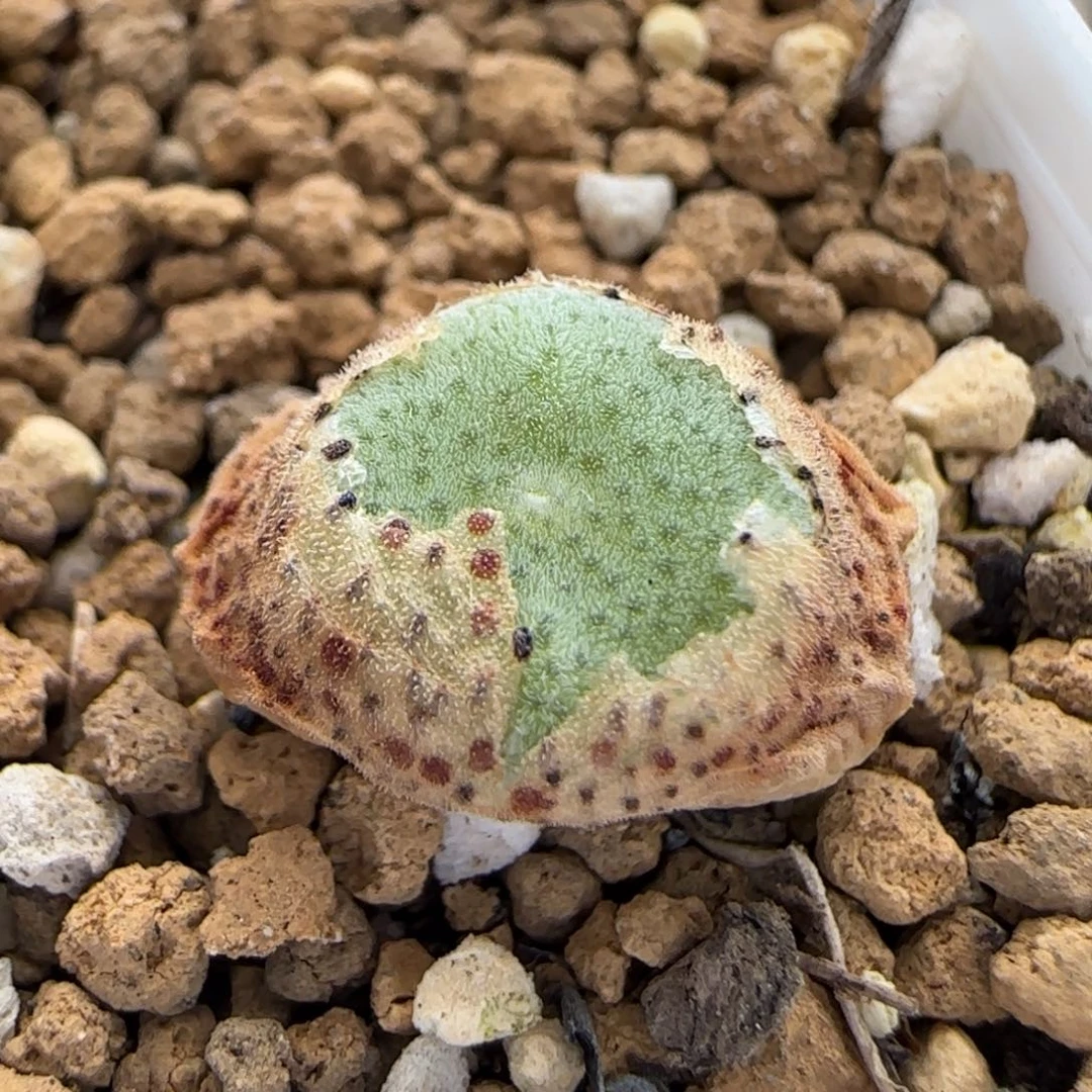 5.24。毛饼。9015。。