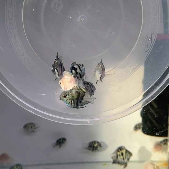 鹦鹉鱼微瑕超缩宝蓝四条