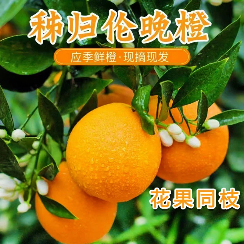 秭归伦晚脐橙新鲜甜橙当季水果细腻无核皮薄整箱包邮