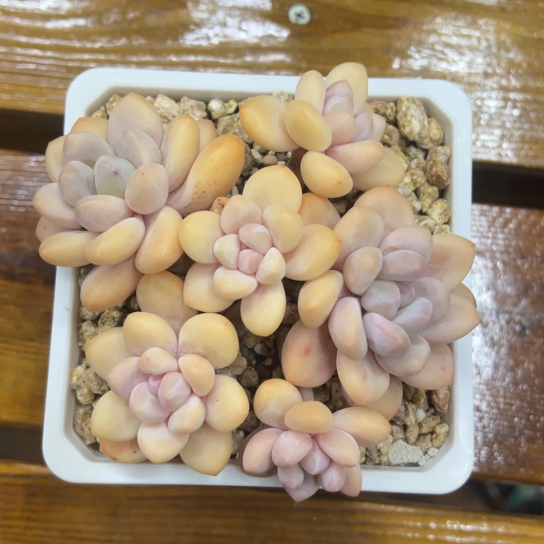 张张精品多肉香水