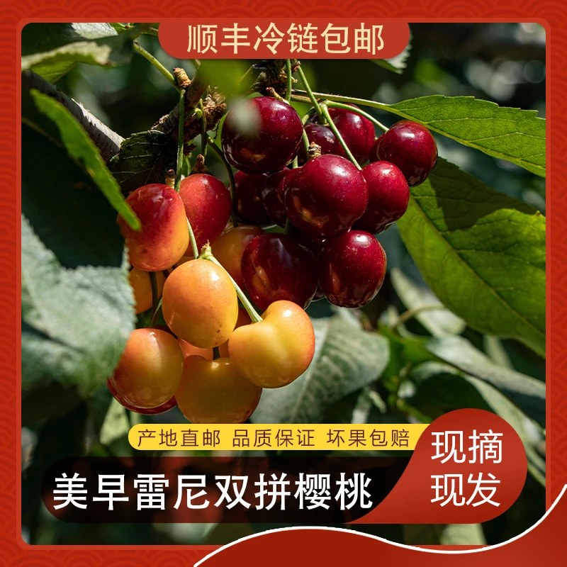 烟台大樱桃红黄双拼美早雷尼高档包装空运冷链送货上门果园直发