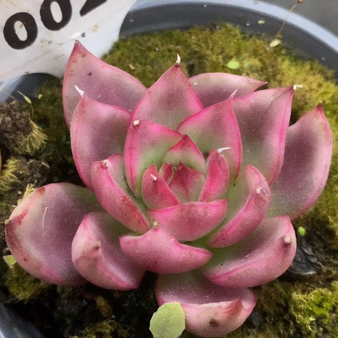 024野马哈哈哈哈哈哈哈