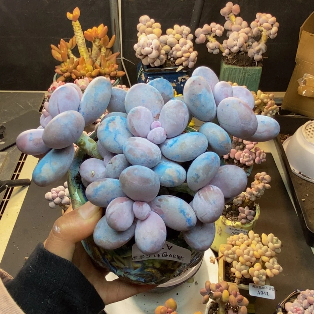 123水光针多肉13c m