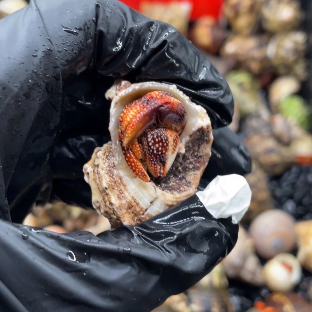 不退不换谢谢支持44