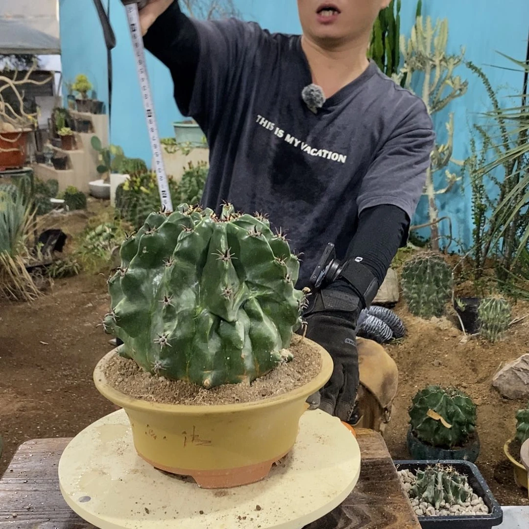25公分带刺直径龟甲雎鸠玉4号一物一拍